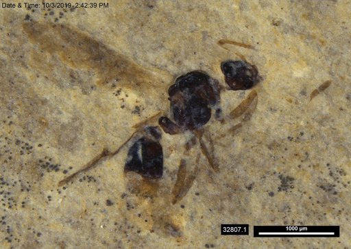 Formicidae