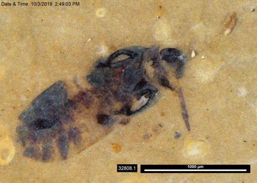 Insecta
