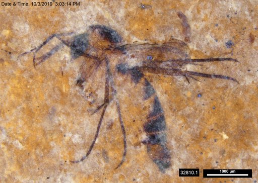 Mycetophilidae