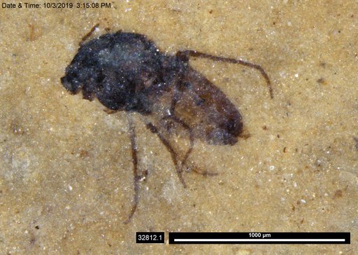 Diptera