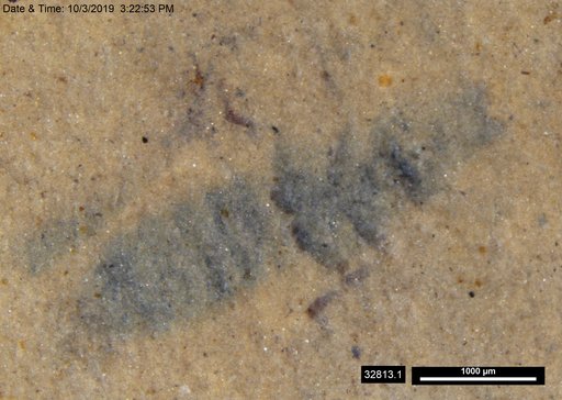 Genus sp