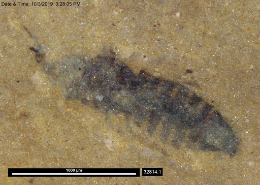 Genus sp