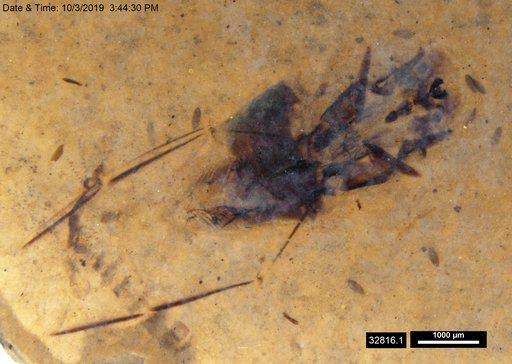 Notonectidae