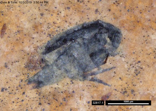 Mordellidae