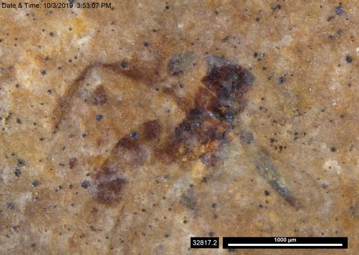 Insecta