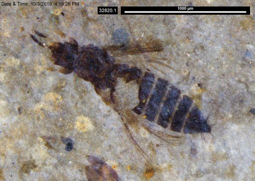 Genus sp
