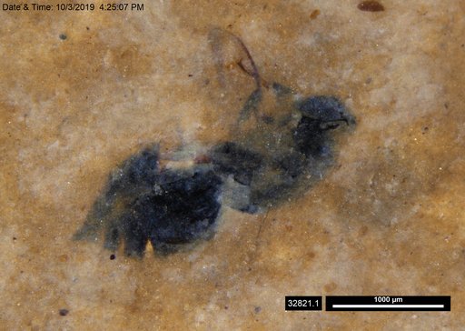 Genus sp
