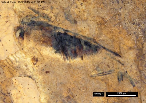 Corixidae