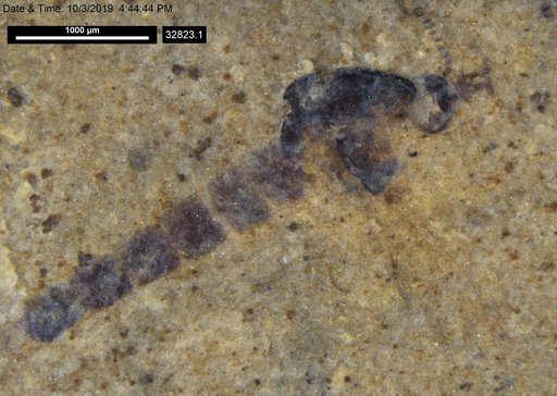Chaoboridae