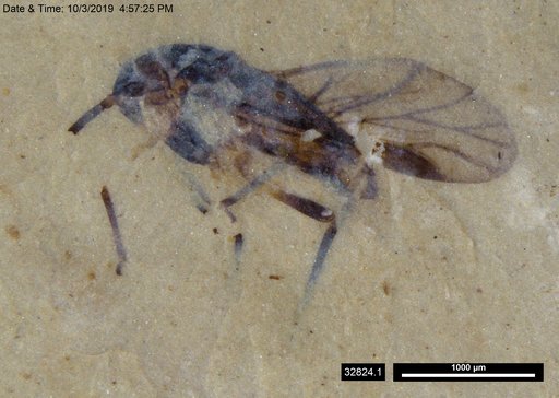 Aphididae