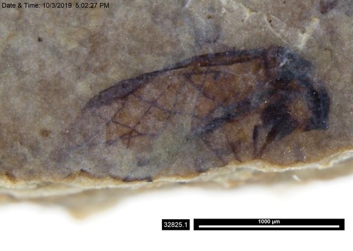 Aphididae