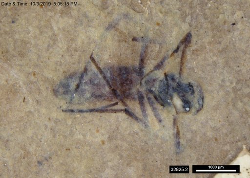 Diptera