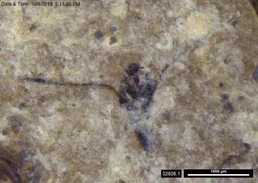 Notonectidae
