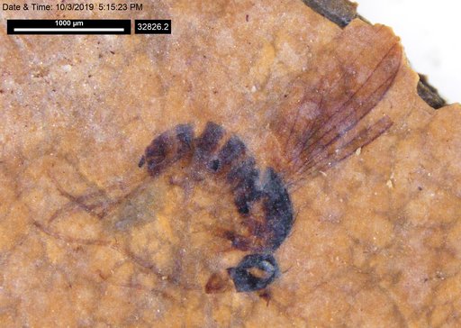 Genus sp.