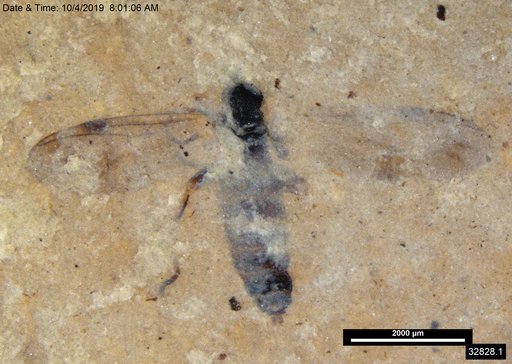 Genus sp