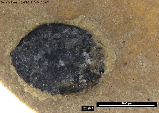Tracheophyta