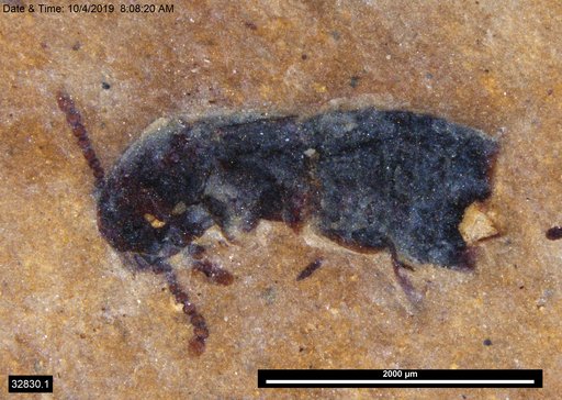 Genus sp