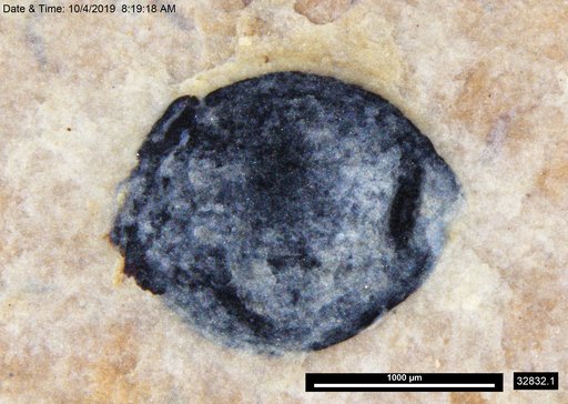 Tracheophyta