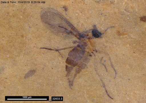 Sciaridae