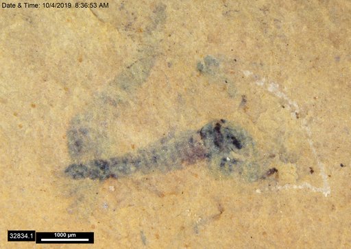 Genus sp