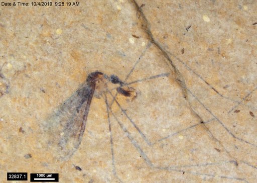 Diptera