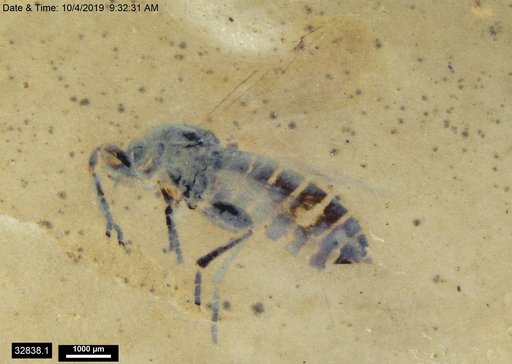 Genus sp