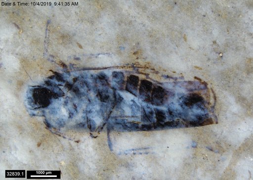 Genus sp