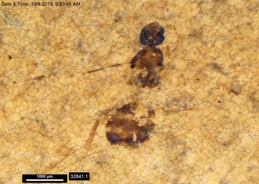 Formicidae