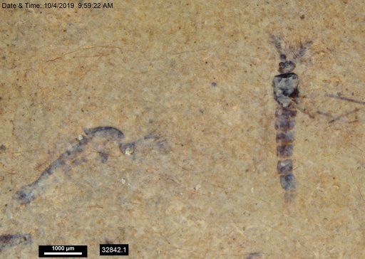 Genus sp
