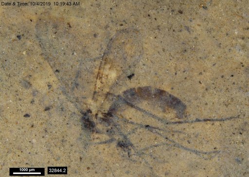 Mycetophilidae