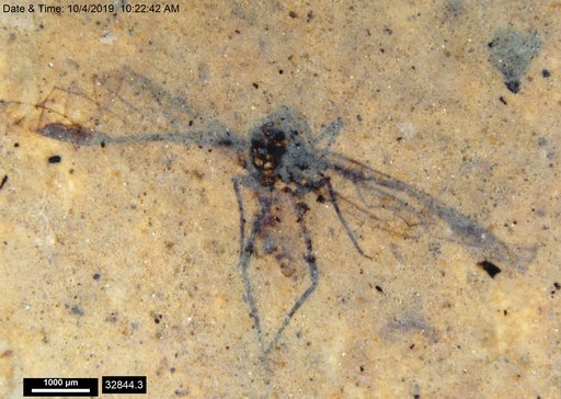 Aphididae