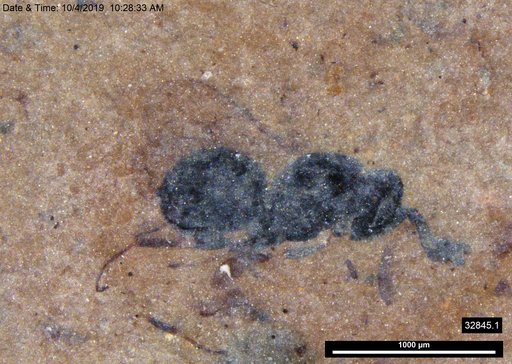 Genus sp