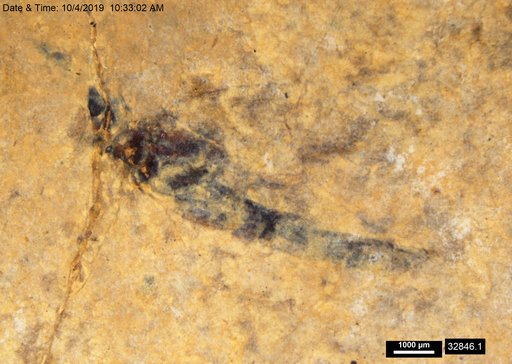 Genus sp