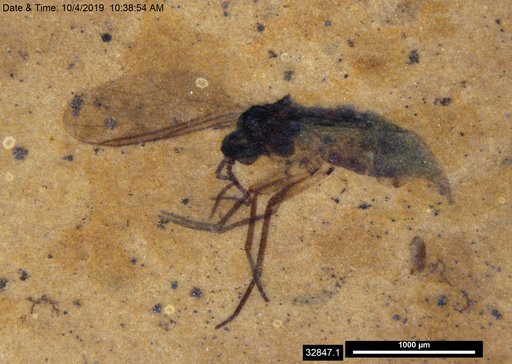 Sciaridae