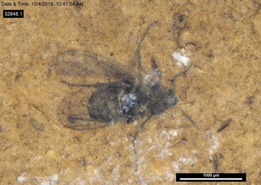 Diptera