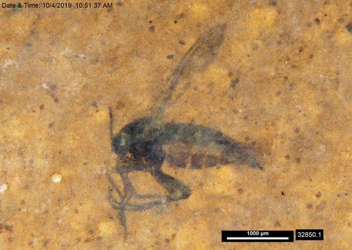 Diptera