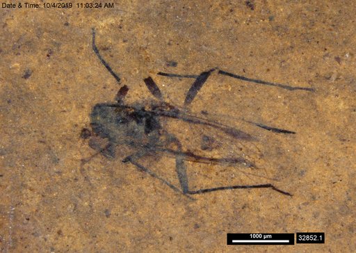 Genus sp