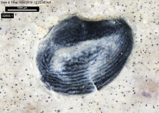 Tracheophyta