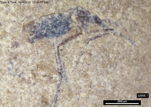 Genus sp