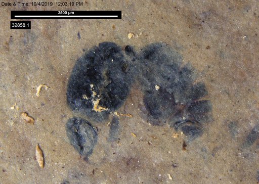 Formicidae