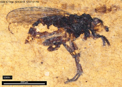 Diptera