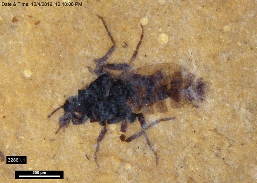 Diptera