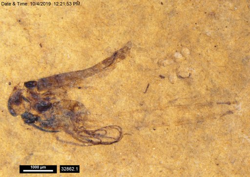 Genus sp