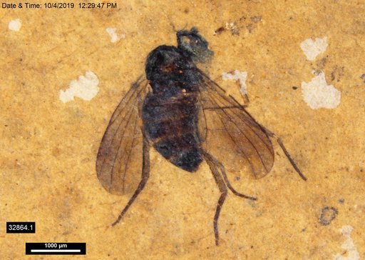 Genus sp.