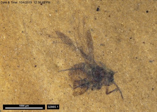 Aphididae