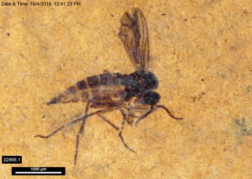 Sciaridae