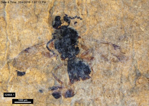 Proctotrupidae