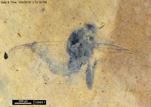 Diptera