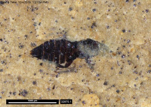 Genus sp