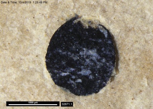 Tracheophyta